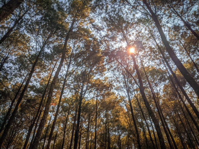 How will Maine’s coastal spruce forests handle climate change?